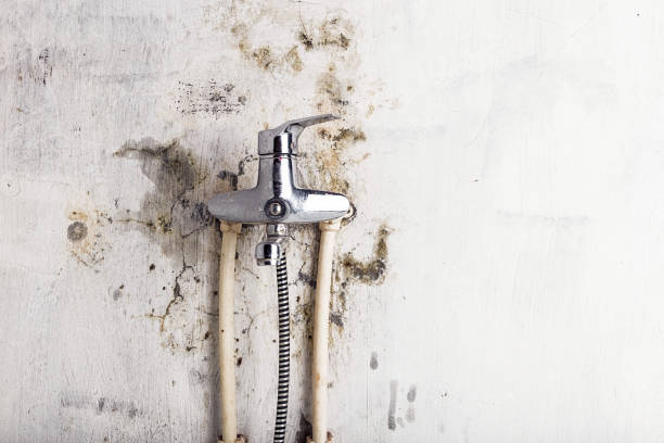 Best Mold Remediation for Schools in Big Rock, IL
