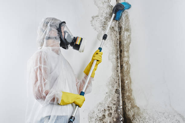 Best Emergency Mold Remediation in Big Rock, IL