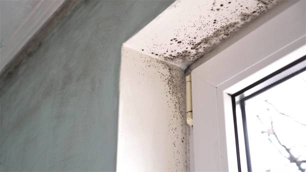 Best HVAC Mold Remediation in Big Rock, IL