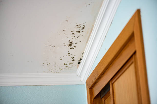 Best Basement Mold Remediation in Big Rock, IL