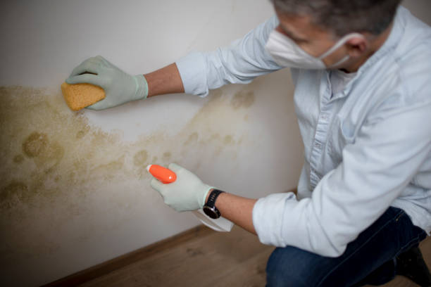 Best Black Mold Remediation in Big Rock, IL