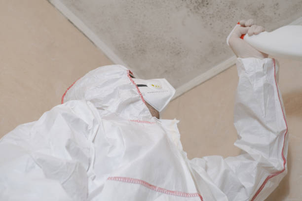 Best Residential Mold Remediation in Big Rock, IL