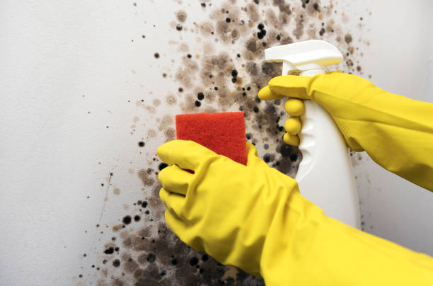 Best Preventive Mold Services in Big Rock, IL