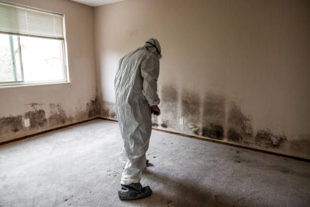 Best Mold Testing and Inspection Services in Big Rock, IL