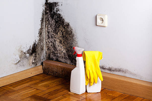Trusted Big Rock, IL Mold Remediation Experts
