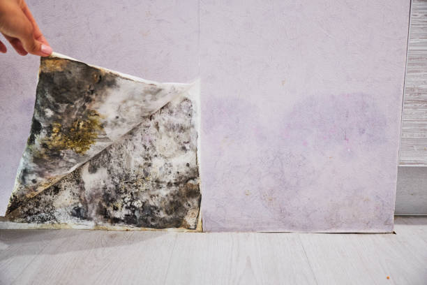 Best Health and Safety Mold Remediation in Big Rock, IL